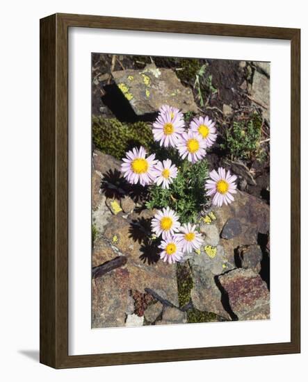 California, Sierra Nevada Mts, Inyo Nf, a Daisy Growing Out of Rocks-Christopher Talbot Frank-Framed Photographic Print
