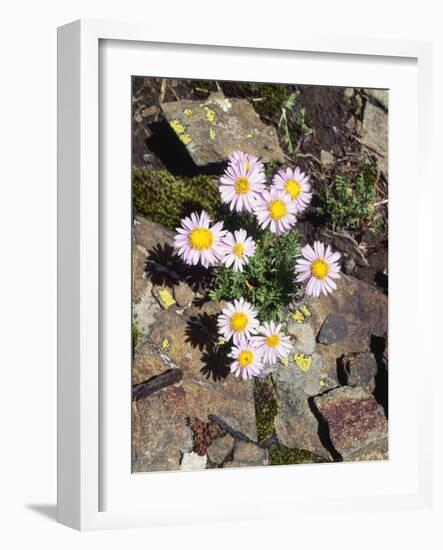 California, Sierra Nevada Mts, Inyo Nf, a Daisy Growing Out of Rocks-Christopher Talbot Frank-Framed Photographic Print