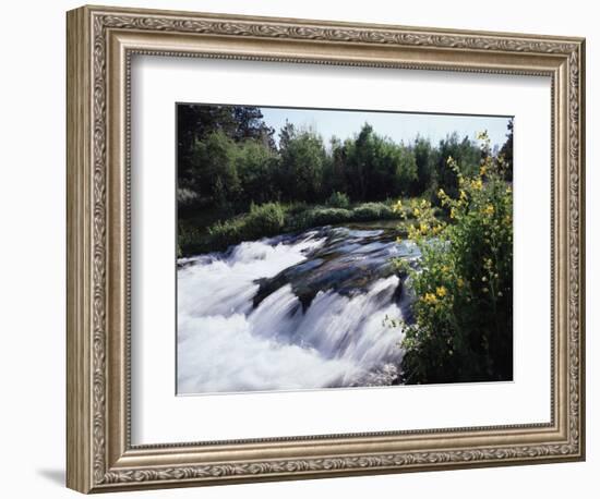 California, Sierra Nevada Mts, Inyo Nf, Flowers Along the Owens River-Christopher Talbot Frank-Framed Photographic Print