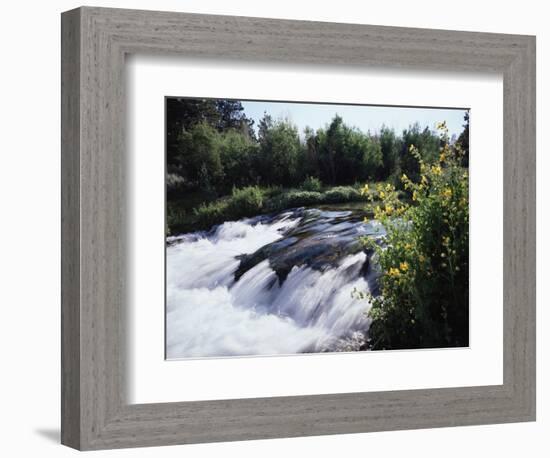 California, Sierra Nevada Mts, Inyo Nf, Flowers Along the Owens River-Christopher Talbot Frank-Framed Photographic Print