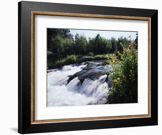 California, Sierra Nevada Mts, Inyo Nf, Flowers Along the Owens River-Christopher Talbot Frank-Framed Photographic Print