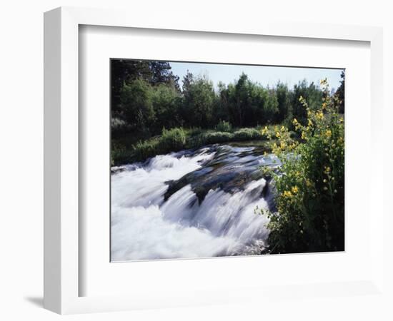 California, Sierra Nevada Mts, Inyo Nf, Flowers Along the Owens River-Christopher Talbot Frank-Framed Photographic Print