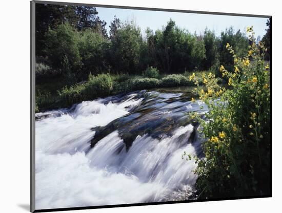 California, Sierra Nevada Mts, Inyo Nf, Flowers Along the Owens River-Christopher Talbot Frank-Mounted Photographic Print
