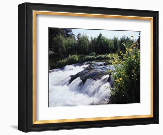 California, Sierra Nevada Mts, Inyo Nf, Flowers Along the Owens River-Christopher Talbot Frank-Framed Photographic Print