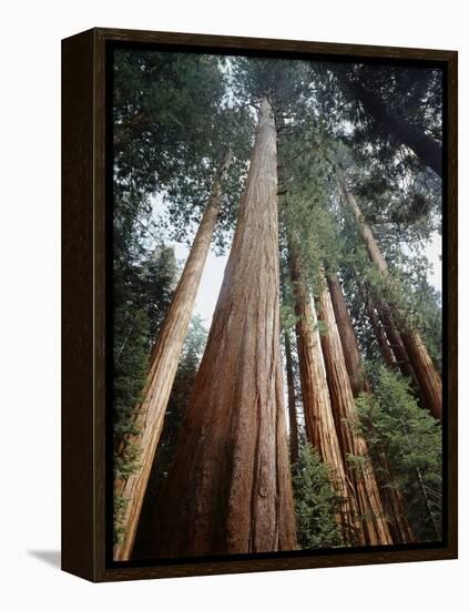 California, Sierra Nevada. Old Growth Sequoia Redwood Trees-Christopher Talbot Frank-Framed Premier Image Canvas