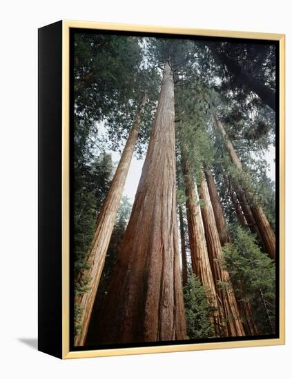California, Sierra Nevada. Old Growth Sequoia Redwood Trees-Christopher Talbot Frank-Framed Premier Image Canvas