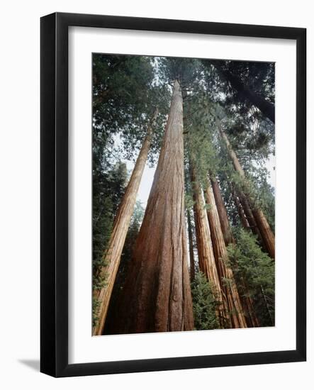 California, Sierra Nevada. Old Growth Sequoia Redwood Trees-Christopher Talbot Frank-Framed Photographic Print