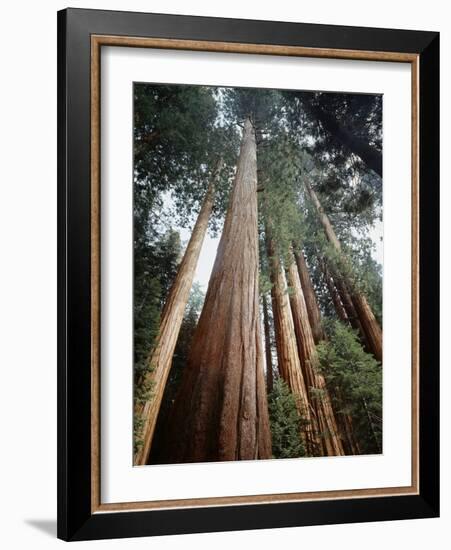 California, Sierra Nevada. Old Growth Sequoia Redwood Trees-Christopher Talbot Frank-Framed Photographic Print