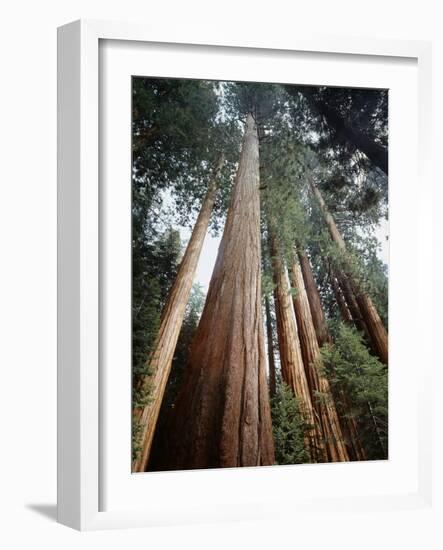 California, Sierra Nevada. Old Growth Sequoia Redwood Trees-Christopher Talbot Frank-Framed Photographic Print