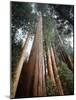 California, Sierra Nevada. Old Growth Sequoia Redwood Trees-Christopher Talbot Frank-Mounted Photographic Print