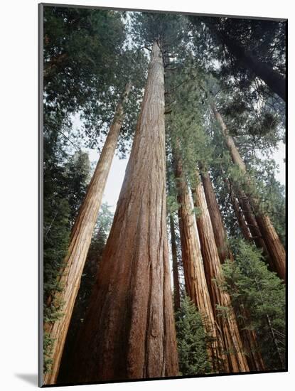 California, Sierra Nevada. Old Growth Sequoia Redwood Trees-Christopher Talbot Frank-Mounted Photographic Print
