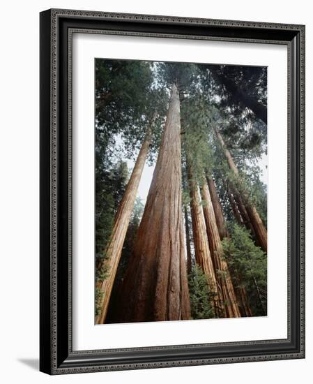 California, Sierra Nevada. Old Growth Sequoia Redwood Trees-Christopher Talbot Frank-Framed Photographic Print