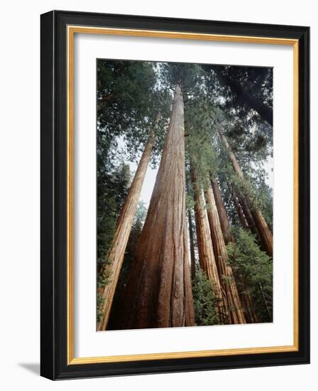 California, Sierra Nevada. Old Growth Sequoia Redwood Trees-Christopher Talbot Frank-Framed Photographic Print