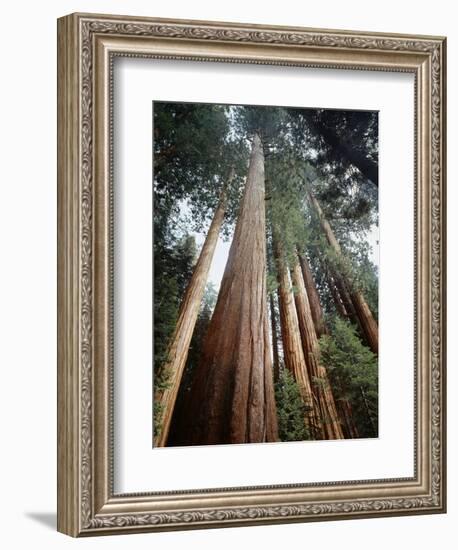 California, Sierra Nevada. Old Growth Sequoia Redwood Trees-Christopher Talbot Frank-Framed Photographic Print