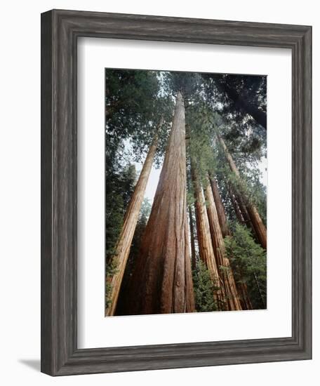 California, Sierra Nevada. Old Growth Sequoia Redwood Trees-Christopher Talbot Frank-Framed Photographic Print