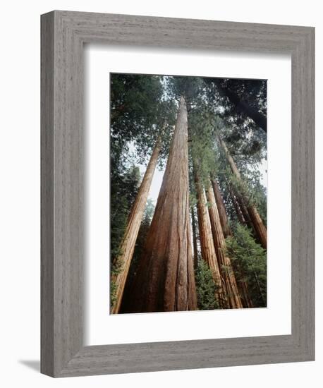 California, Sierra Nevada. Old Growth Sequoia Redwood Trees-Christopher Talbot Frank-Framed Photographic Print