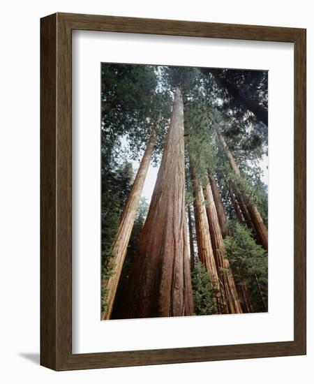 California, Sierra Nevada. Old Growth Sequoia Redwood Trees-Christopher Talbot Frank-Framed Photographic Print