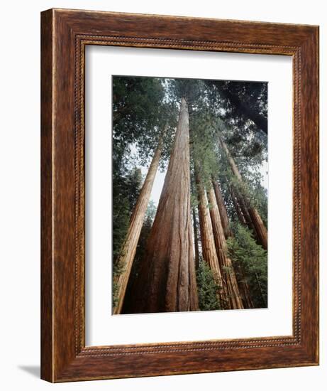 California, Sierra Nevada. Old Growth Sequoia Redwood Trees-Christopher Talbot Frank-Framed Photographic Print