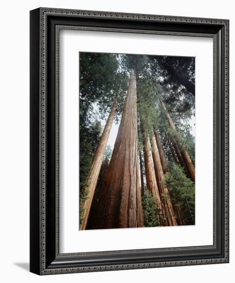 California, Sierra Nevada. Old Growth Sequoia Redwood Trees-Christopher Talbot Frank-Framed Photographic Print