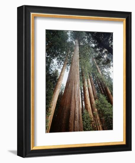 California, Sierra Nevada. Old Growth Sequoia Redwood Trees-Christopher Talbot Frank-Framed Photographic Print