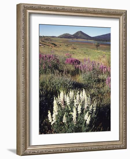 California, Sierra Nevada, Pine Trees Growing Out of a Snowpack-Christopher Talbot Frank-Framed Photographic Print