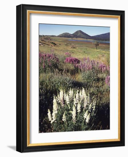 California, Sierra Nevada, Pine Trees Growing Out of a Snowpack-Christopher Talbot Frank-Framed Photographic Print