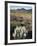 California, Sierra Nevada, Pine Trees Growing Out of a Snowpack-Christopher Talbot Frank-Framed Photographic Print