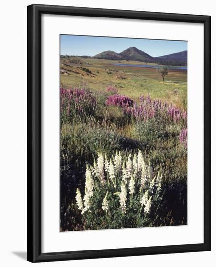 California, Sierra Nevada, Pine Trees Growing Out of a Snowpack-Christopher Talbot Frank-Framed Photographic Print