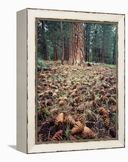 California, Sierra Nevada, Ponderosa Pine Tree and Pine Cones-Christopher Talbot Frank-Framed Premier Image Canvas