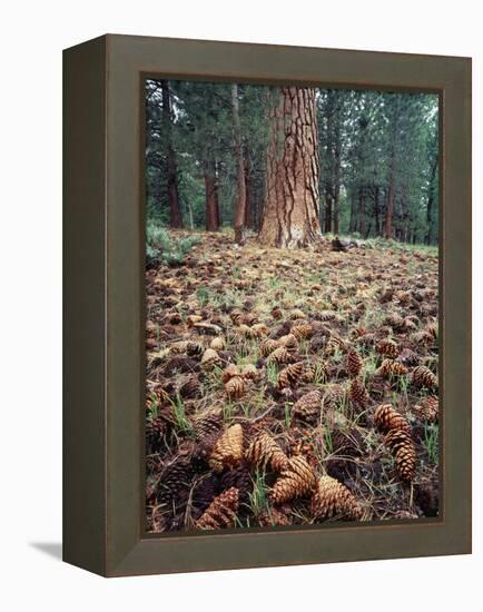 California, Sierra Nevada, Ponderosa Pine Tree and Pine Cones-Christopher Talbot Frank-Framed Premier Image Canvas