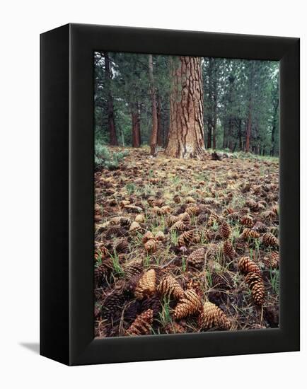 California, Sierra Nevada, Ponderosa Pine Tree and Pine Cones-Christopher Talbot Frank-Framed Premier Image Canvas