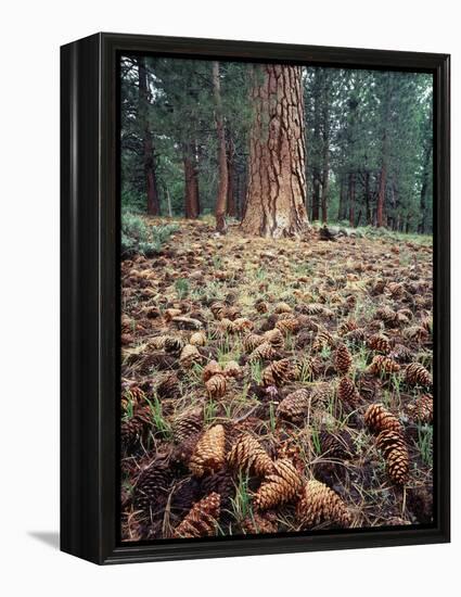 California, Sierra Nevada, Ponderosa Pine Tree and Pine Cones-Christopher Talbot Frank-Framed Premier Image Canvas