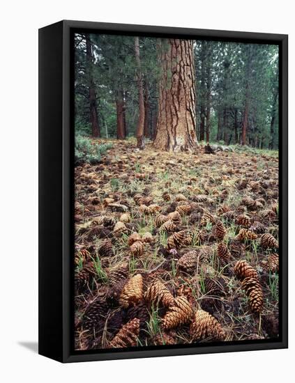 California, Sierra Nevada, Ponderosa Pine Tree and Pine Cones-Christopher Talbot Frank-Framed Premier Image Canvas