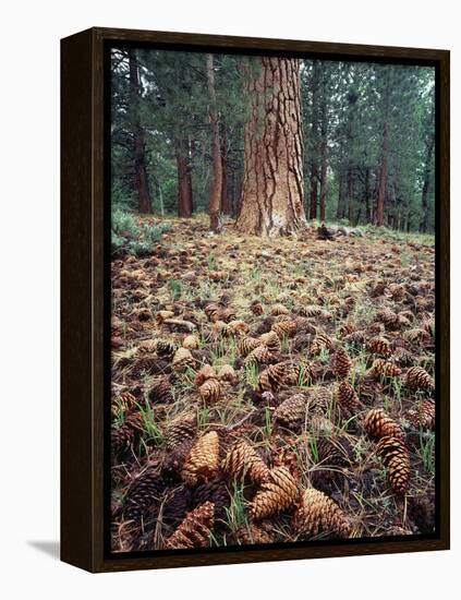 California, Sierra Nevada, Ponderosa Pine Tree and Pine Cones-Christopher Talbot Frank-Framed Premier Image Canvas