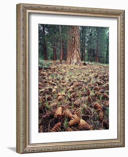 California, Sierra Nevada, Ponderosa Pine Tree and Pine Cones-Christopher Talbot Frank-Framed Photographic Print