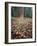 California, Sierra Nevada, Ponderosa Pine Tree and Pine Cones-Christopher Talbot Frank-Framed Photographic Print