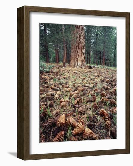 California, Sierra Nevada, Ponderosa Pine Tree and Pine Cones-Christopher Talbot Frank-Framed Photographic Print