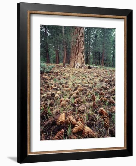 California, Sierra Nevada, Ponderosa Pine Tree and Pine Cones-Christopher Talbot Frank-Framed Photographic Print