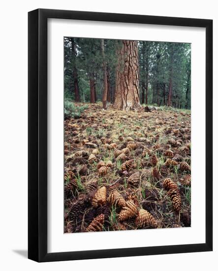 California, Sierra Nevada, Ponderosa Pine Tree and Pine Cones-Christopher Talbot Frank-Framed Photographic Print