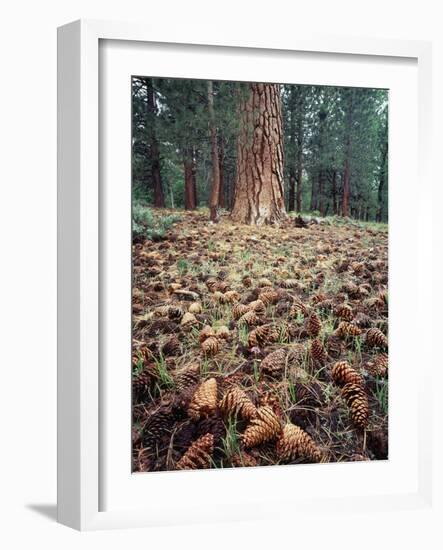 California, Sierra Nevada, Ponderosa Pine Tree and Pine Cones-Christopher Talbot Frank-Framed Photographic Print