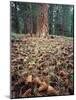 California, Sierra Nevada, Ponderosa Pine Tree and Pine Cones-Christopher Talbot Frank-Mounted Photographic Print