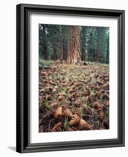 California, Sierra Nevada, Ponderosa Pine Tree and Pine Cones-Christopher Talbot Frank-Framed Photographic Print