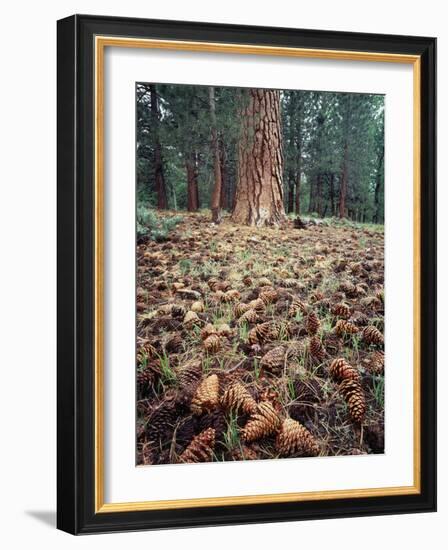 California, Sierra Nevada, Ponderosa Pine Tree and Pine Cones-Christopher Talbot Frank-Framed Photographic Print