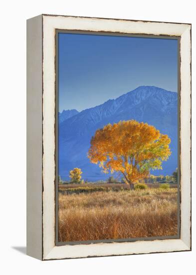 California, Sierra Nevada Range. Backlit Cottonwood Tree in Owens Valley-Jaynes Gallery-Framed Premier Image Canvas