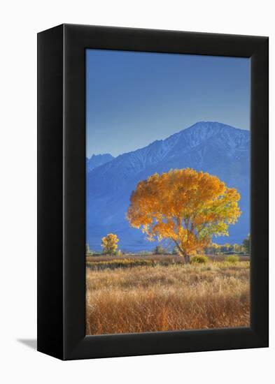 California, Sierra Nevada Range. Backlit Cottonwood Tree in Owens Valley-Jaynes Gallery-Framed Premier Image Canvas