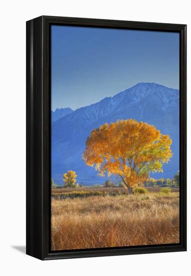 California, Sierra Nevada Range. Backlit Cottonwood Tree in Owens Valley-Jaynes Gallery-Framed Premier Image Canvas