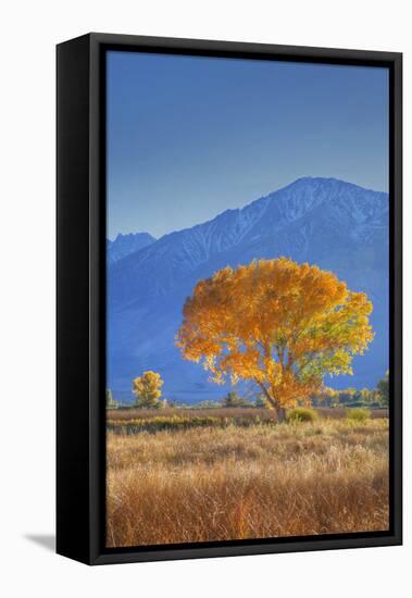 California, Sierra Nevada Range. Backlit Cottonwood Tree in Owens Valley-Jaynes Gallery-Framed Premier Image Canvas