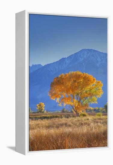 California, Sierra Nevada Range. Backlit Cottonwood Tree in Owens Valley-Jaynes Gallery-Framed Premier Image Canvas