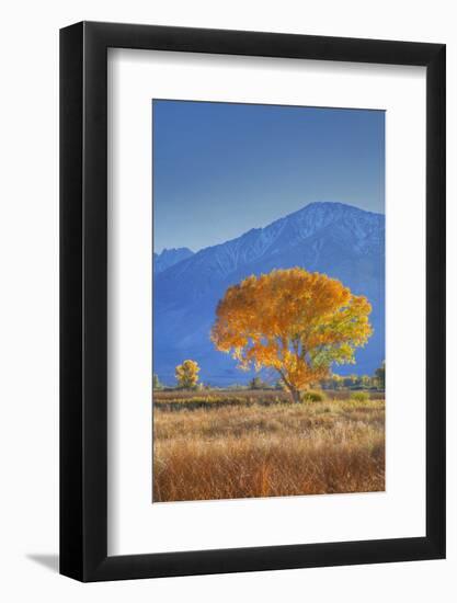 California, Sierra Nevada Range. Backlit Cottonwood Tree in Owens Valley-Jaynes Gallery-Framed Photographic Print