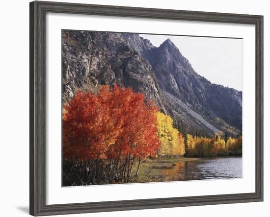 California, Sierra Nevada, Red Color Aspens Along Grant Lake, Inyo Nf-Christopher Talbot Frank-Framed Photographic Print